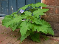 Nicandra physalodes 13, Zegekruid, Saxifraga-Ed Stikvoort