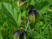 Nicandra physalodes 14, Zegekruid, Saxifraga-Ed Stikvoort