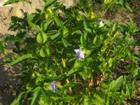 Nicandra physalodes 15, Zegekruid, Saxifraga-Rutger Barendse