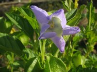 Nicandra physalodes 17, Zegekruid, Saxifraga-Rutger Barendse