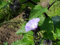 Nicandra physalodes 19, Zegekruid, Saxifraga-Rutger Barendse