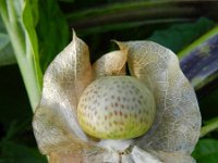 Nicandra physalodes 21, Zegekruid, Saxifraga-Rutger Barendse