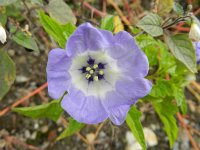 Nicandra physalodes 23, Zegekruid, Saxifraga-Rutger Barendse