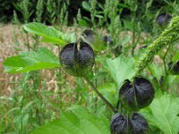 Nicandra physalodes 3, Zegekruid, Saxifraga-Rutger Barendse