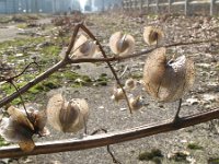 Nicandra physalodes 5, Zegekruid, Saxifraga-Rutger Barendse