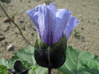 Nicandra physalodes 6, Zegekruid, Saxifraga-Rutger Barendse