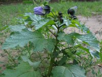 Nicandra physalodes 7, Zegekruid, Saxifraga-Rutger Barendse