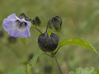 Nicandra physalodes 8, Zegekruid, Saxifraga-Willem van Kruijsbergen