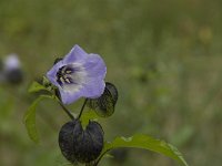 Nicandra physalodes 9, Zegekruid, Saxifraga-Willem van Kruijsbergen