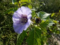 Nicandra physalodes 5, Zegekruid, Saxifraga-Ed Stikvoort