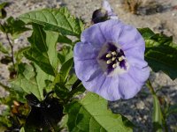 Nicandra physalodes 6, Zegekruid, Saxifraga-Ed Stikvoort