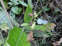 Nicotiana alata