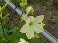 Nicotiana alata 3, Siertabak, Saxifraga-Rutger Barendse