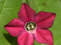 Nicotiana alata 4, Siertabak, Saxifraga-Sonja Bouwman  802. Nachttabak - Nicotiana alata - Solanaceae familie (zw) Utrecht