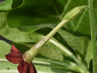 Nicotiana alata 5, Siertabak, Saxifraga-Sonja Bouwman  802. Nachttabak - Nicotiana alata - Solanaceae familie (zw)