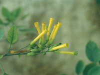 Nicotiana glauca 20, Saxifraga-Jan van der Straaten