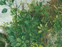 Nicotiana glauca 21, Saxifraga-Jan van der Straaten