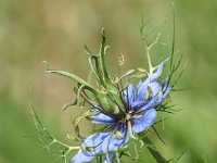 Nigella damascena 9, Juffertje-in-het-groen, Saxifraga-Sonja Bouwman