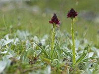 Nigritella rhellicani 31, Saxifraga, Saxifraga-Luuk Vermeer