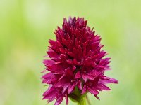 Nigritella rhellicani 32, Saxifraga, Saxifraga-Luuk Vermeer