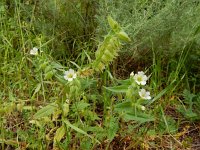 Nonea lutea