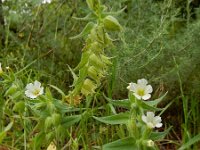 Nonea lutea 2, Geel monnikskruid, Saxifraga-Ed Stikvoort