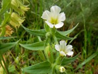 Nonea lutea 3, Geel monnikskruid, Saxifraga-Ed Stikvoort