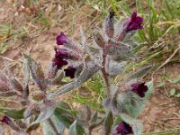 Nonea pulla 8, Saxifraga-Ed Stikvoort