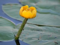 Nuphar lutea 72, Gele plomp, Saxifraga-Tom Heijnen