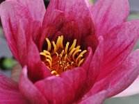 Nymphaea marliacea