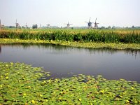 Nymphoides peltata 1, Watergentiaan, Saxifraga-Roel Meijer