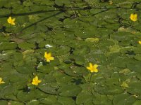 Nymphoides peltata 10, Watergentiaan, Saxifraga-Jan van der Straaten