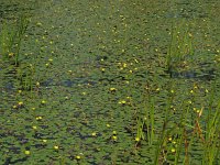 Nymphoides peltata 11, Watergentiaan, Saxifraga-Hans Dekker