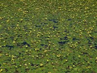 Nymphoides peltata 12, Watergentiaan, Saxifraga-Hans Dekker