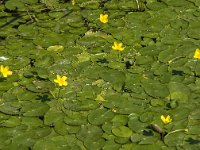 Nymphoides peltata 13, Watergentiaan, Saxifraga-Jan van der Straaten