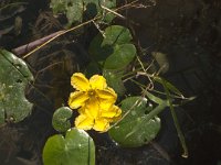 Nymphoides peltata 14, Watergentiaan, Saxifraga-Jan van der Straaten