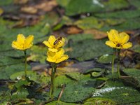 Nymphoides peltata 18, Watergentiaan, Saxifraga-Hans Dekker