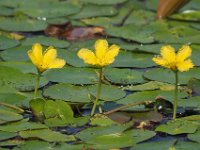 Nymphoides peltata 19, Watergentiaan, Saxifraga-Hans Dekker