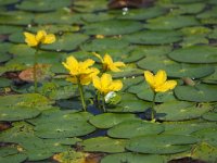 Nymphoides peltata 20, Watergentiaan, Saxifraga-Hans Dekker