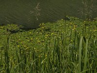 Nymphoides peltata 21, Watergentiaan, Saxifraga-Jan van der Straaten