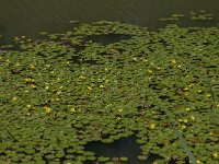 Nymphoides peltata 22, Watergentiaan, Saxifraga-Jan van der Straaten