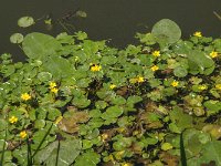 Nymphoides peltata 23, Watergentiaan, Saxifraga-Jan van der Straaten