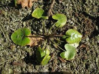 Nymphoides peltata 3, Watergentiaan, Saxifraga-Rutger Barendse