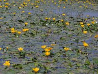 Nymphoides peltata 4, Watergentiaan, Saxifraga-Jasenka Topic