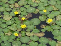 Nymphoides peltata 5, Watergentiaan, Saxifraga-Mark Zekhuis