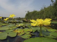 Nymphoides peltata 6, Watergentiaan, Saxifraga-Rob Felix : Plantae, Plants, Project Natuurbalans, planten