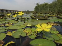 Nymphoides peltata 7, Watergentiaan, Saxifraga-Rob Felix : Plantae, Plants, Project Natuurbalans, planten