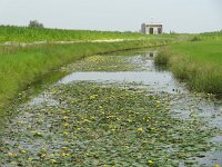 Nymphoides peltata 8, Watergentiaan, Saxifraga-Mark Zekhuis