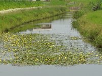 Nymphoides peltata 9, Watergentiaan, Saxifraga-Mark Zekhuis