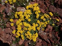 Odontarrhena gehamensis 4, Saxifraga-Ed Stikvoort